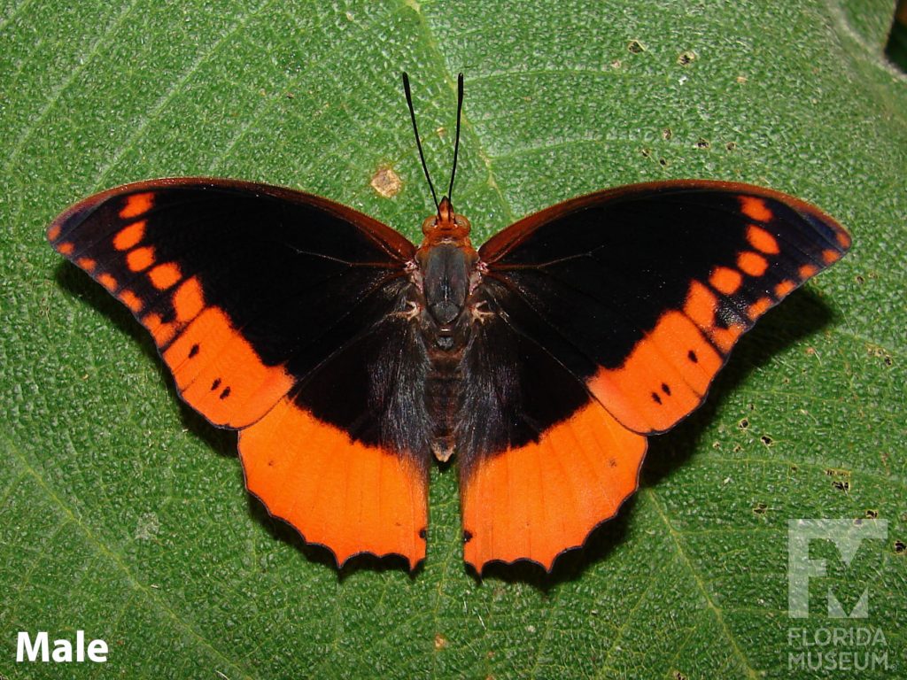 Male Flame-bordered Charaxes butterfly with open wings. Butterfly wings are black with bright orange edges.