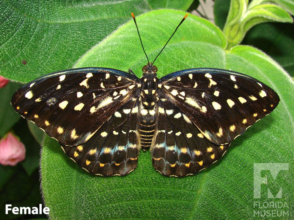 Female Archduke butterfly with open wings. Butterfly is black and brown with many cream/yellow dot that form horizonal rows.