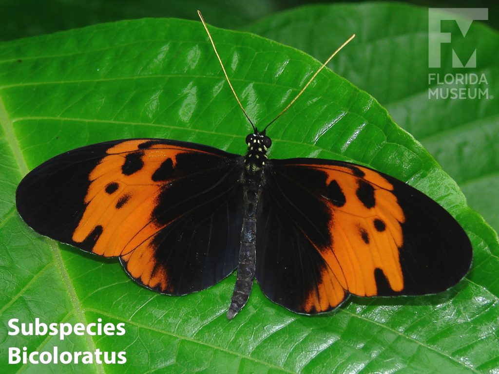 Subspecies Bicoloratus Veriable Longwing butterfly with open wings. Wings are black with a white orange band through the center of the wings. The orange band has irregular black spots
