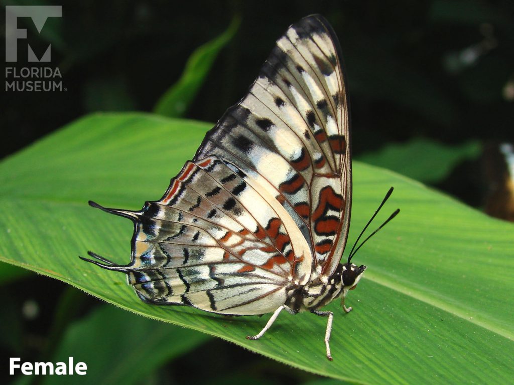 Female Savannah Charaxes Butterfly with wings close has many cream, grey and dark orange markings.