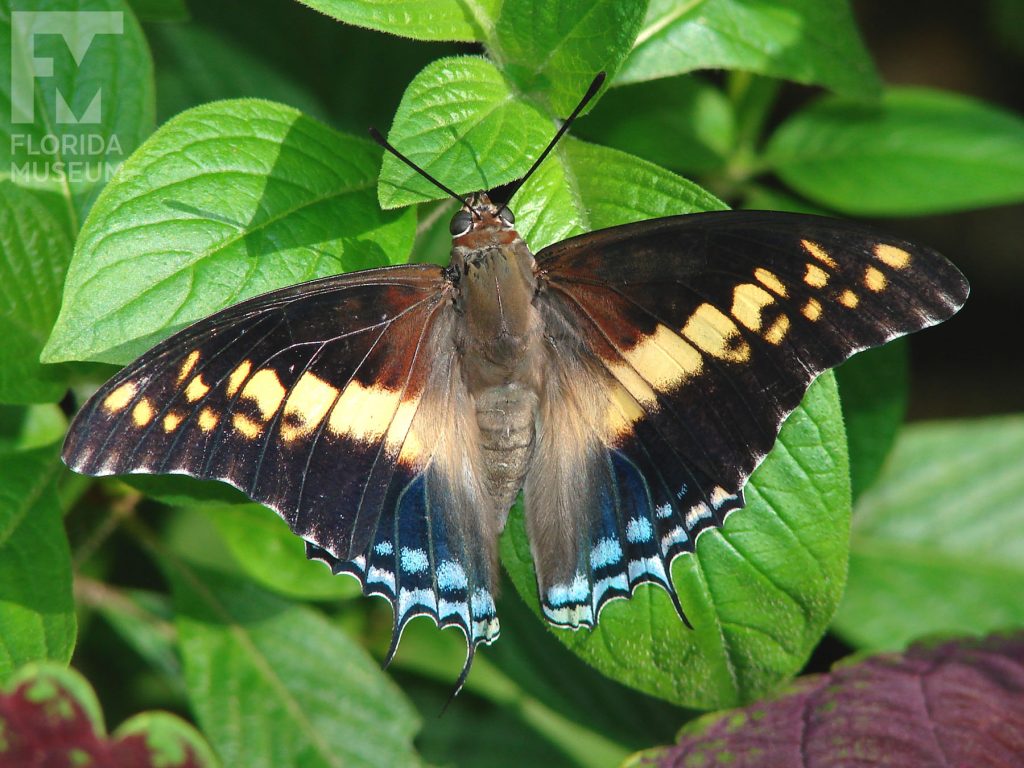 Giant Charaxes Butterfly with wings open. Male and female butterflies look similar. With its wings open butterfly is black with pale-yellow markings that form a band through the center of the wings. Small blue markings form two rows near the wing edges.
