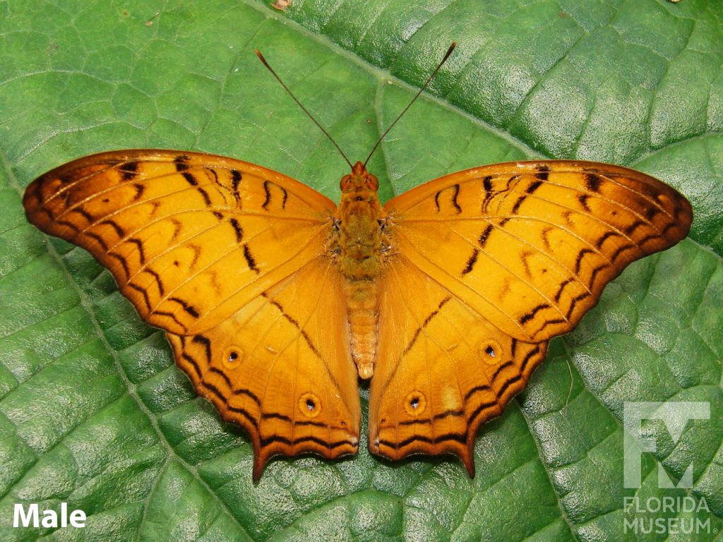 Male Crusier butterfly with open wings, Butterfly is bright orange with faint black markings