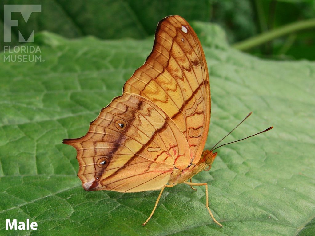 Male Crusier butterfly with closed wings. Butterfly is orange with faint brown markings.