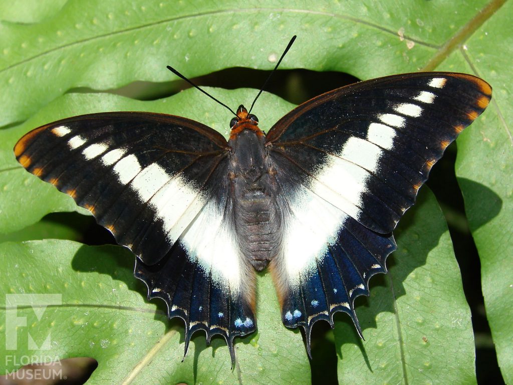 White barred Charaxes Butterfly with wings open. With wings open butterfly is black with a wide white stripe through the center. Small orange markings run along the edge if the upper wing and blue markings run along the edge of the lower wing. The lower wing has many small points. Male and female butterflies are similar.