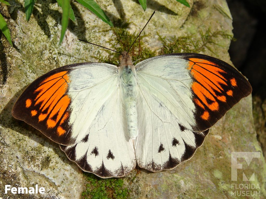 Female Great Orange Tip butterfly with open wings. Butterfly is white with black edges and bright orange tips.