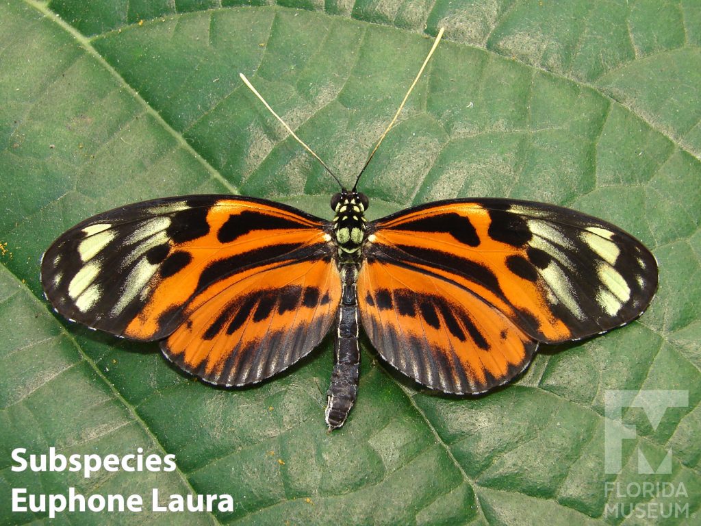 Subspecies Euphone Laura Veriable Longwing butterfly with open wings. Wings are orange with white tips. Many black stripes and spots run through the white and orange.