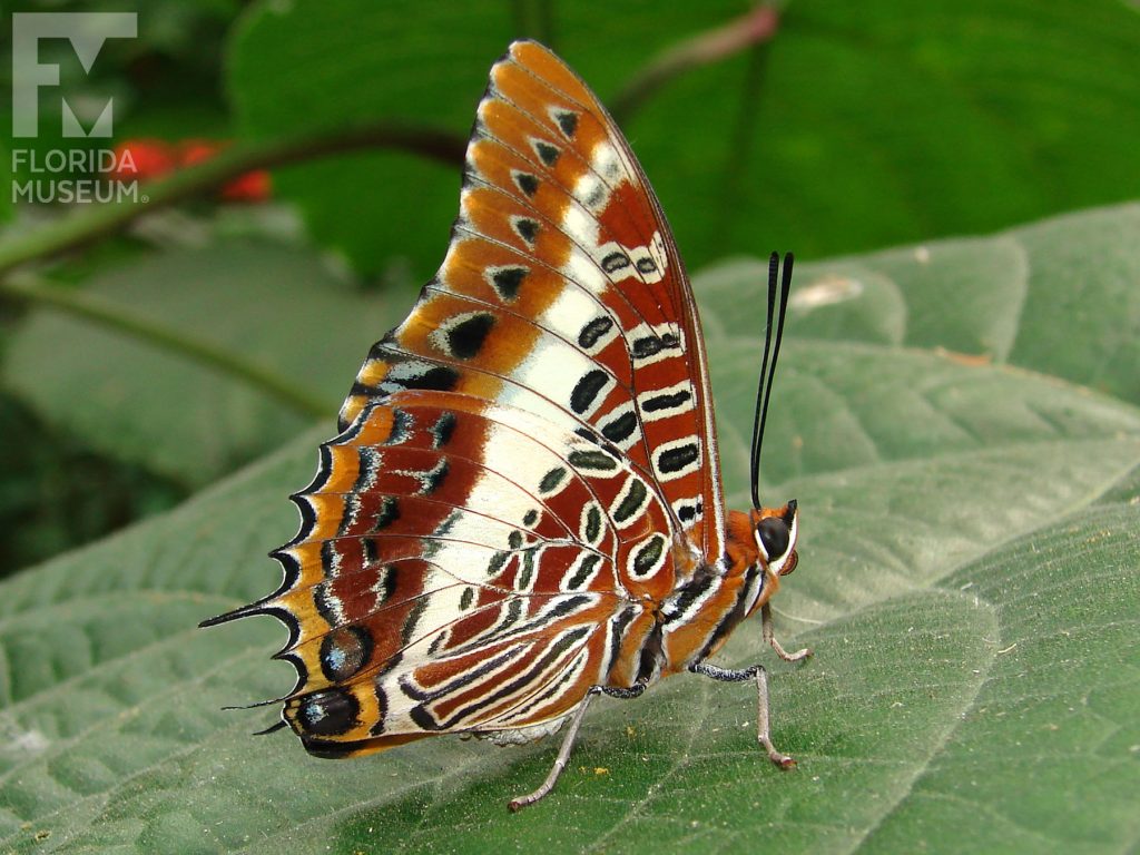 White barred Charaxes Butterfly with wings closed. With wings closed butterfly is brown, cream and black in a complicated pattern. The lower wing has many small points. Male and female butterflies are similar.