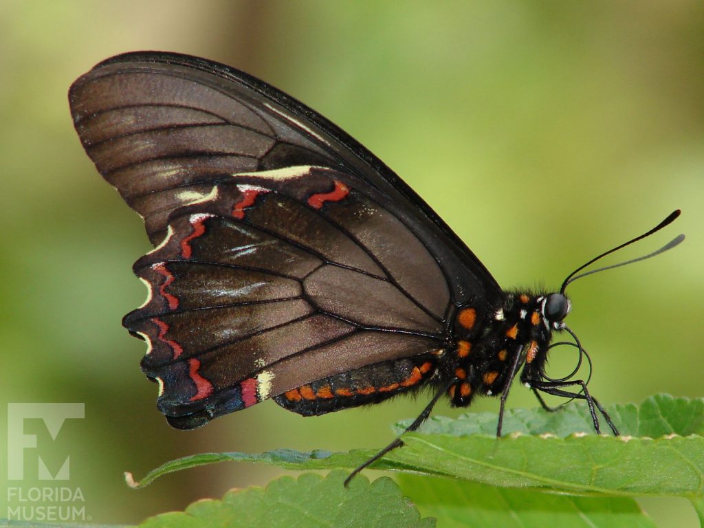Gold Rim Swallowtail butterfly with closed wings. Butterfly wings are brown/black with small red and yellow markings along the edges.