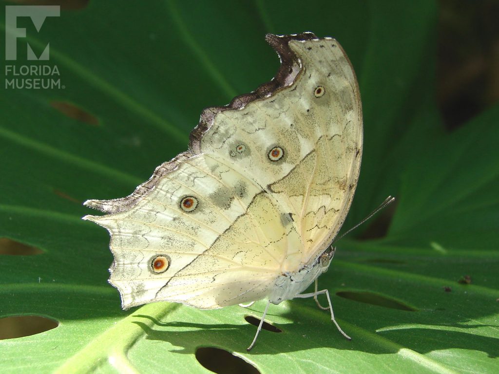 Forest Mother-of-Pearl Butterfly with wings closed. The butterfly is white/ cream with small grey spots and small eye-spots.