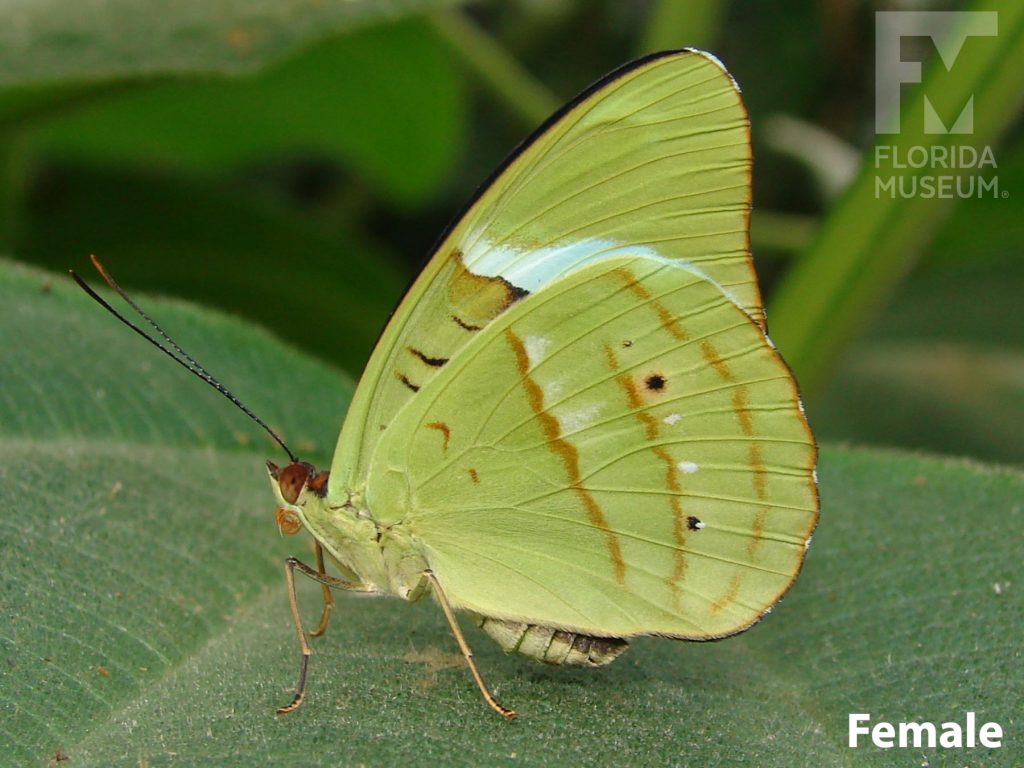 Female Obrinus Olivewing butterfly with closed wings. Butterfly light green with small brown markings and a faint blue band on the upper wing.