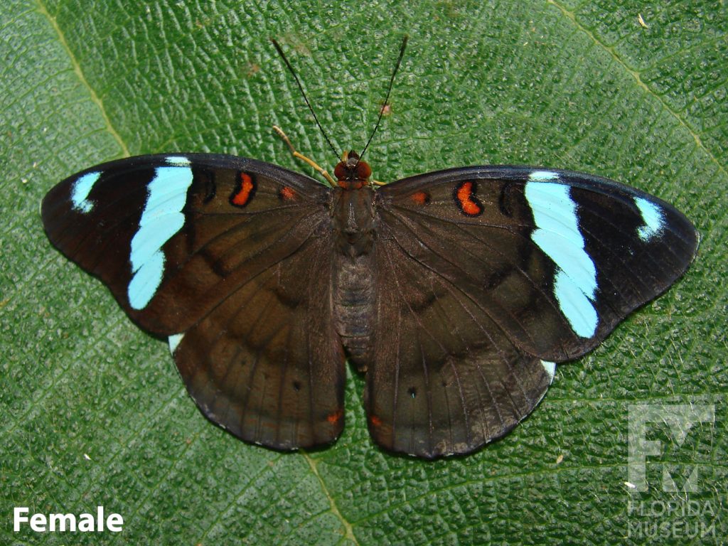 Female Obrinus Olivewing butterfly with open wings. Butterfly is brown with a blue band across the upper wing and small red marking along the top edge of the wing near its head.
