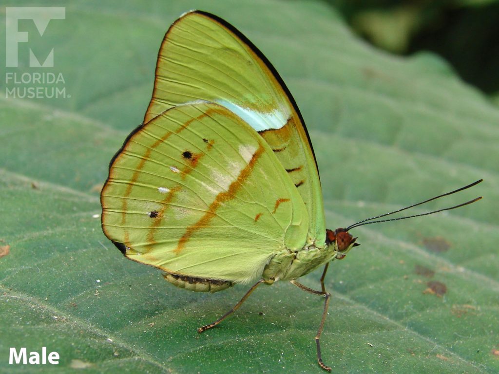 Male Obrinus Olivewing butterfly with closed wings. Butterfly light green with small brown markings and a faint blue band on the upper wing.
