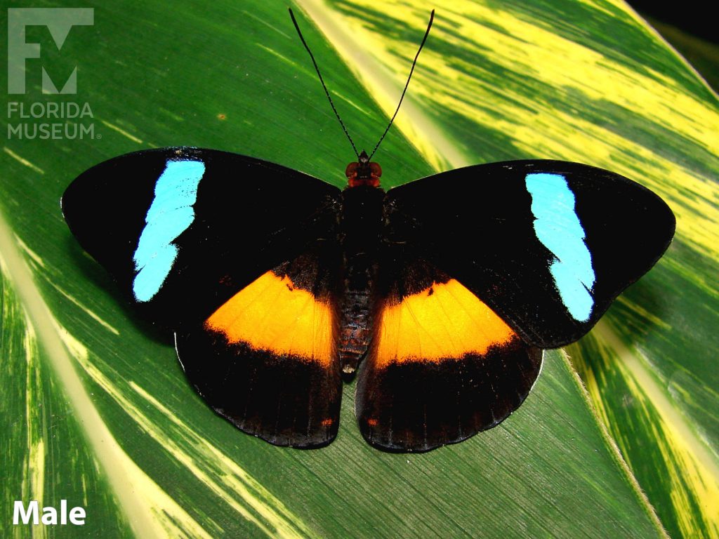 Male Obrinus Olivewing butterfly with open wings. Butterfly is black with a bright blue band across the upper wings and an orange band across the lower wings.