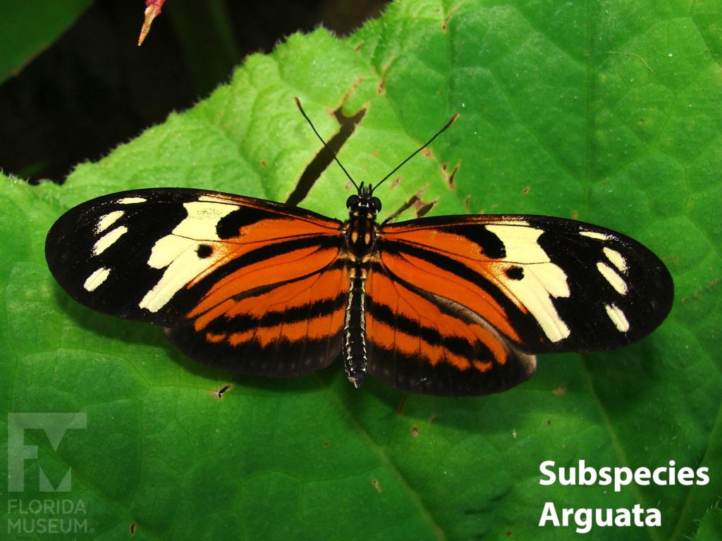 Isabella's Longwing butterfly Subspecies Arguata butterfly with wings opened. Wings are long and narrow. Butterfly is black with orange marking at the center and cream colored markings along the wing tips. Orange is a darker shade than the Subspecies Eva