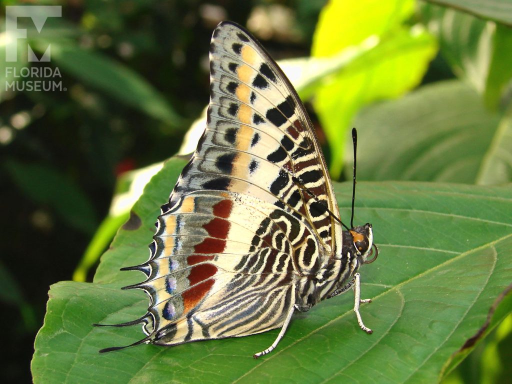 Giant Charaxes Butterfly with wings closed - Male and female butterflies look similar. With wings closed butterfly is cream/white with many maroon, black, tan, and pale-blue that form a complicated pattern.
