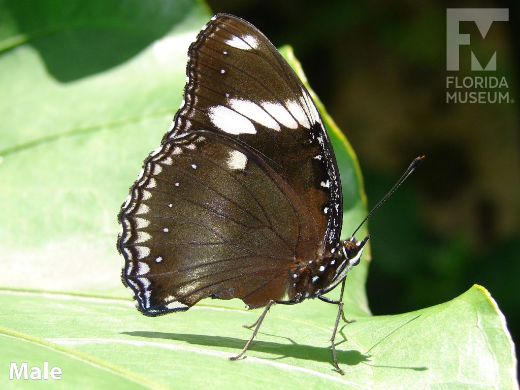 Male Great Eggfly butterfly with closed wings. Butterfly is brown with white markings along the wing edges and bands near the tips.