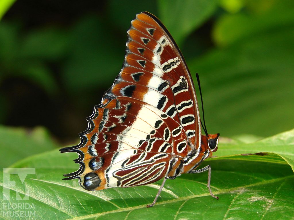 White barred Charaxes Butterfly with wings closed. With wings closed butterfly is brown, cream and black in a complicated pattern. The lower wing has many small points. Male and female butterflies are similar.