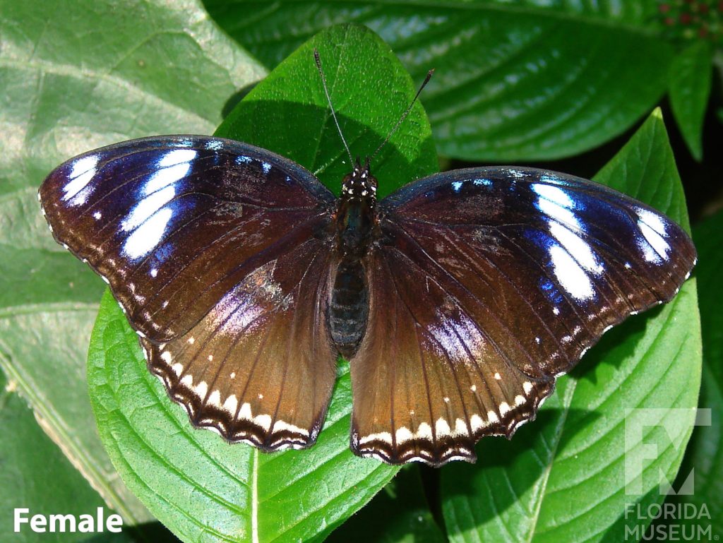 Female Great Eggfly butterfly with open wings. Butterfly is brown with white markings along the wing edges, faint blue markings, and bands near the tips.