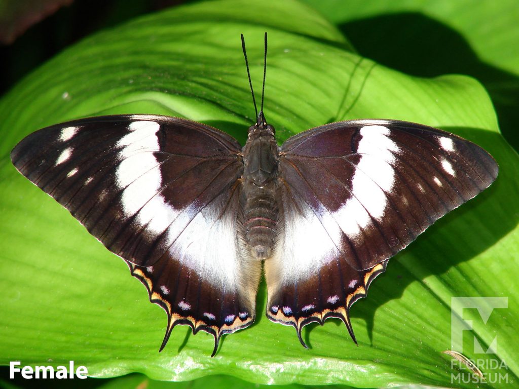 Female Blue spotted Charaxes Butterfly with open wings is brown with wide white bands.