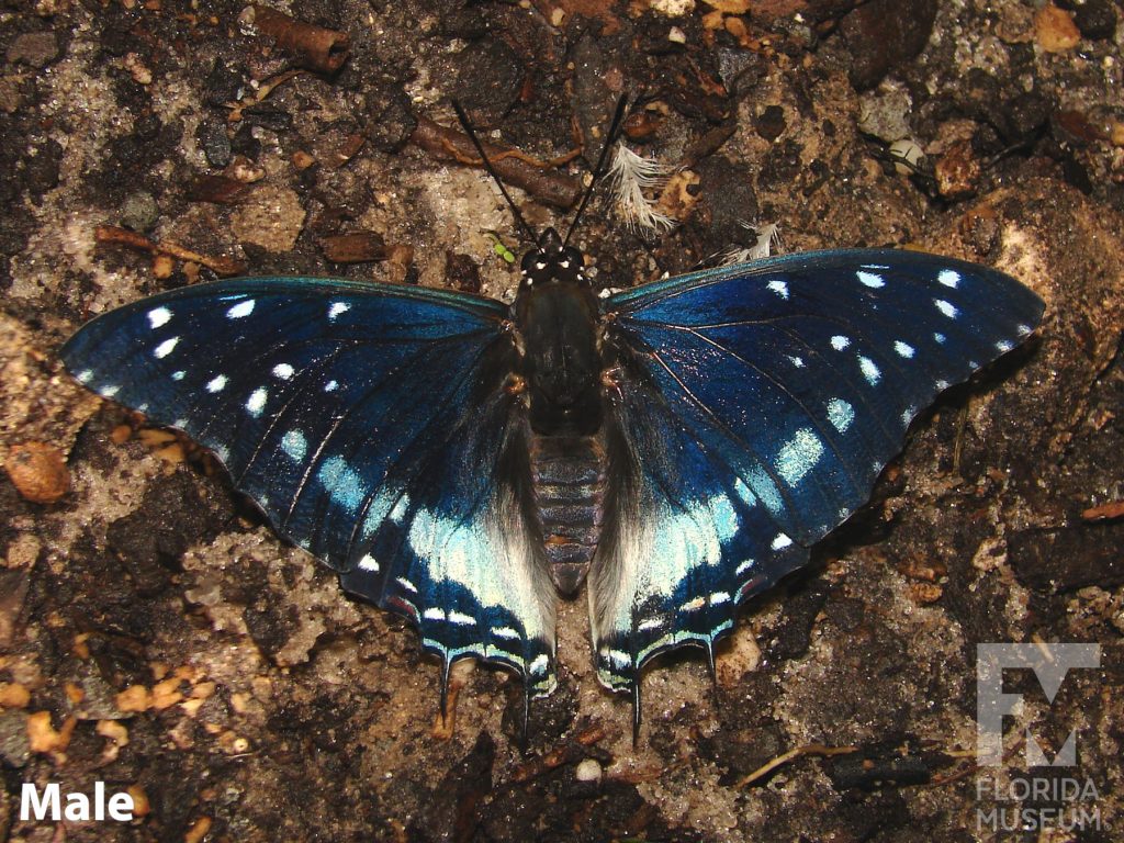 Male Savannah Charaxes Butterfly with wings open is dark blue with light blue and white markings