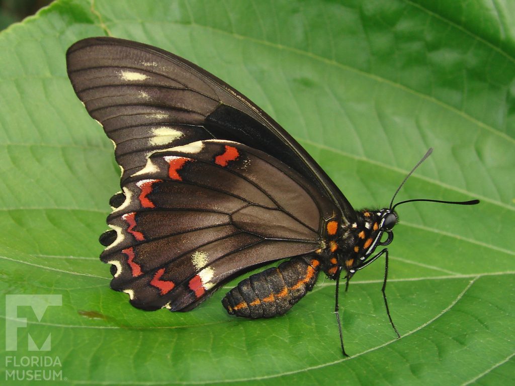 Gold Rim Swallowtail butterfly with closed wings. Butterfly wings are brown/black with small red and yellow markings along the edges.