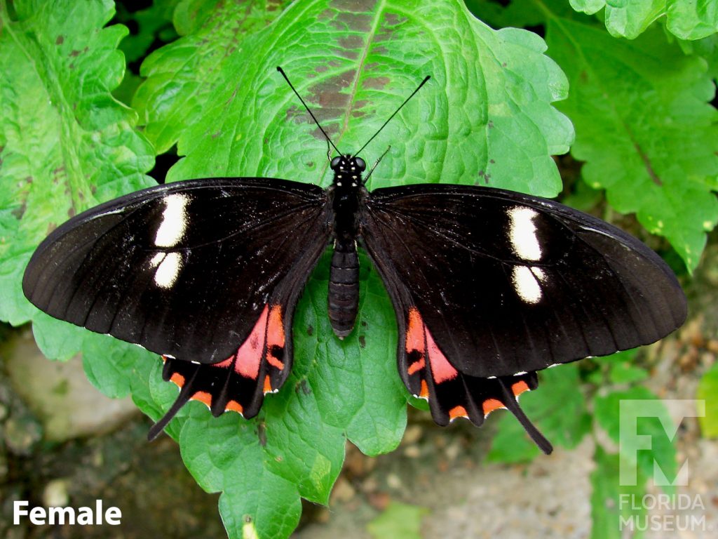 Female Torquatas Swallowtail butterfly with open wings. Butterfly is black with white bands on the upper wing and red markings along the lower wing edge. Wings end in a long point.