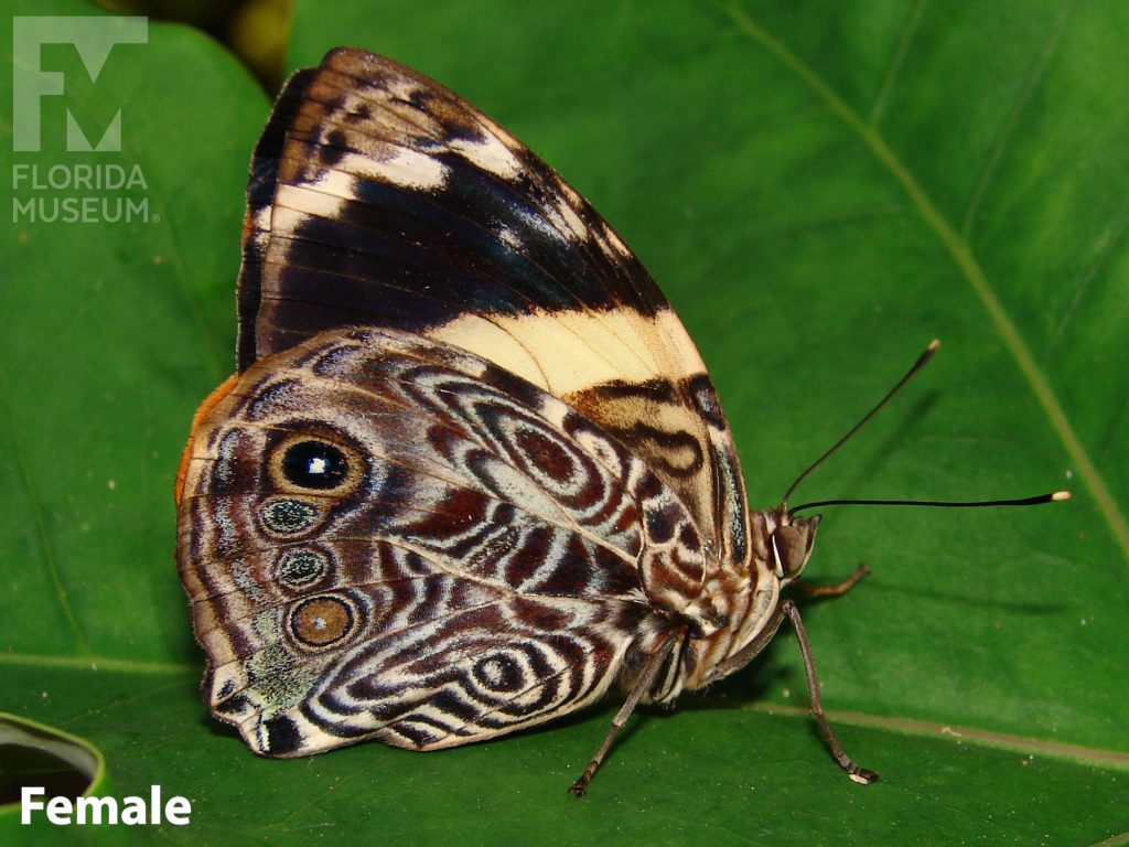 Female Blomfild's Beauty butterfly with closed wings. Butterfly wings cream and brown with a swirling design and a black and cream stripe.