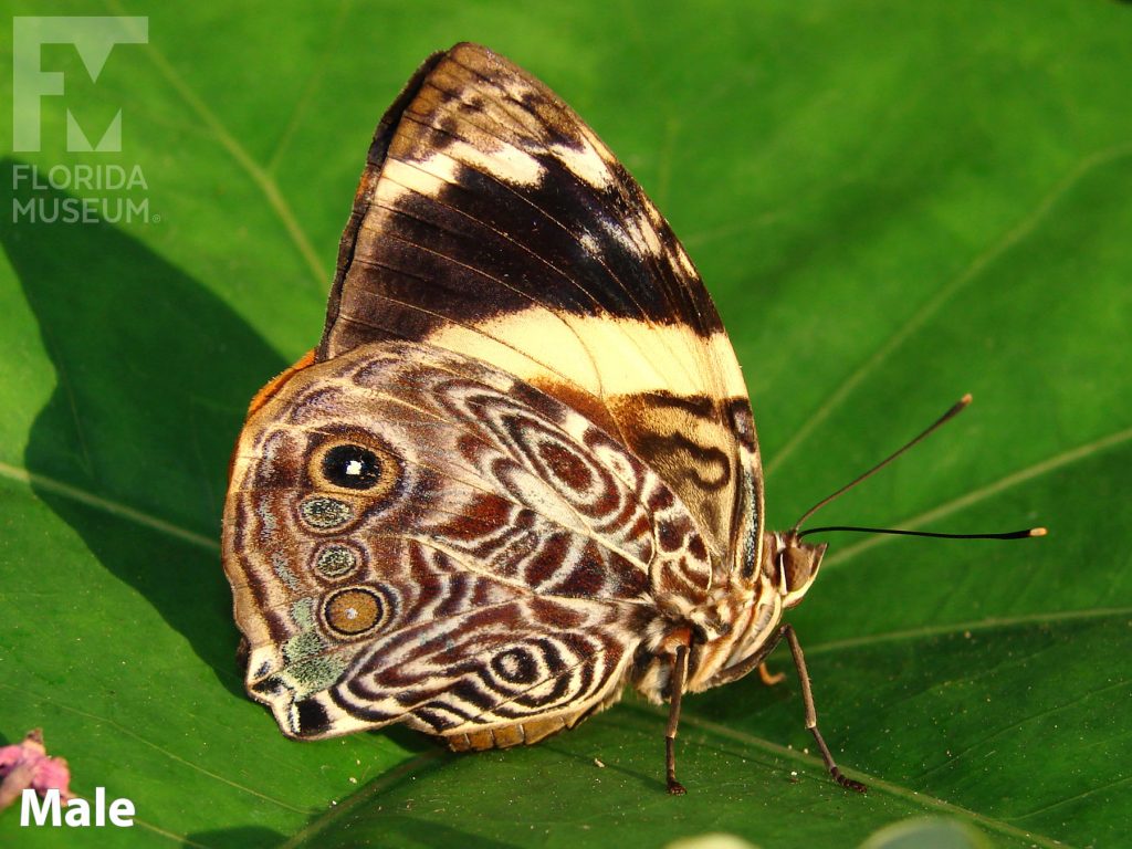 Male Blomfild's Beauty butterfly with closed wings. Butterfly wings cream and brown with a swirling design and a black and cream stripe.