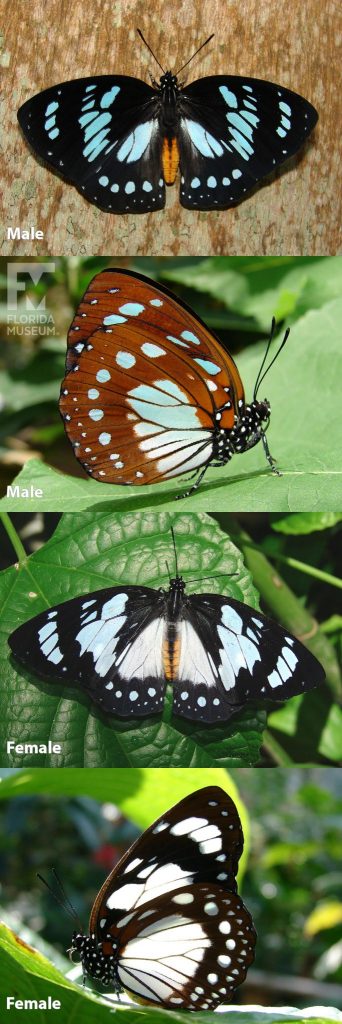 Male and Female Forest Queen butterfly ID photos with open and closed wings. Male butterfly with open wings is black with vibrant blue markings and a tan body. Male butterfly with closed wings is brown with pale-blue markings. Female butterfly with open wings is black with pale blue markings and a tan body. Female butterfly with closed wings is black with white markings.