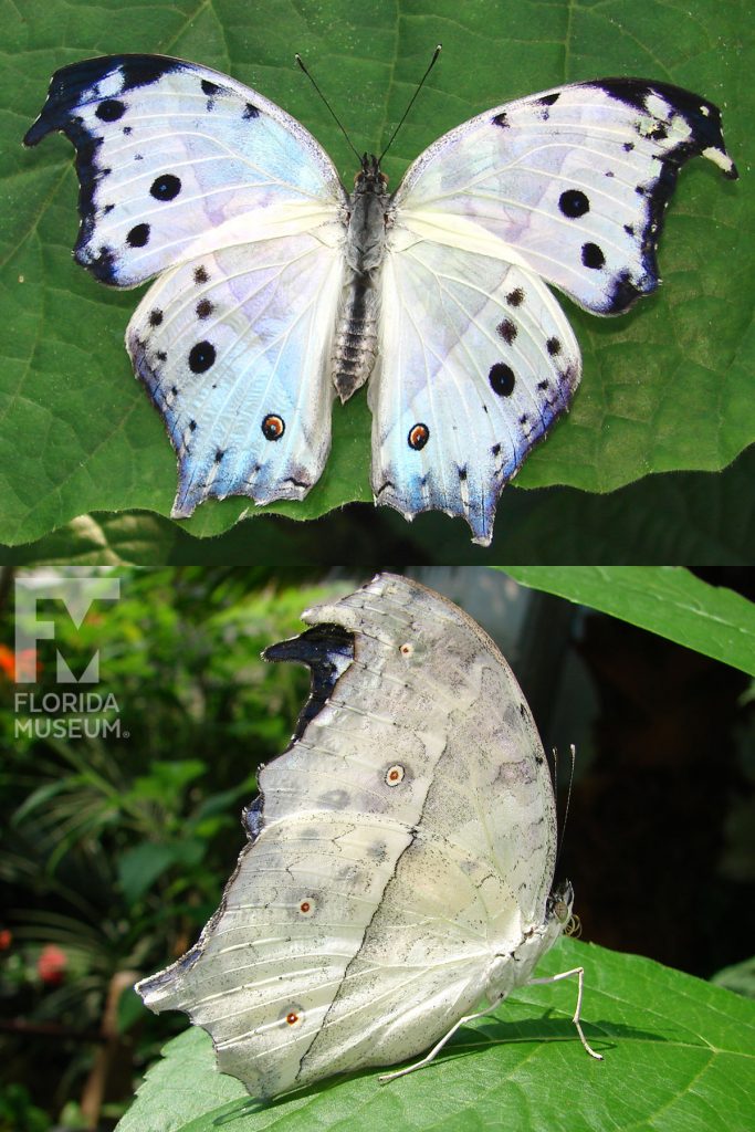 Forest Mother-of-Pearl Butterfly ID photo - Male and Female butterflies look similar. With wings open or closed butterfly white with small dark spots and iredecent blue sheen.