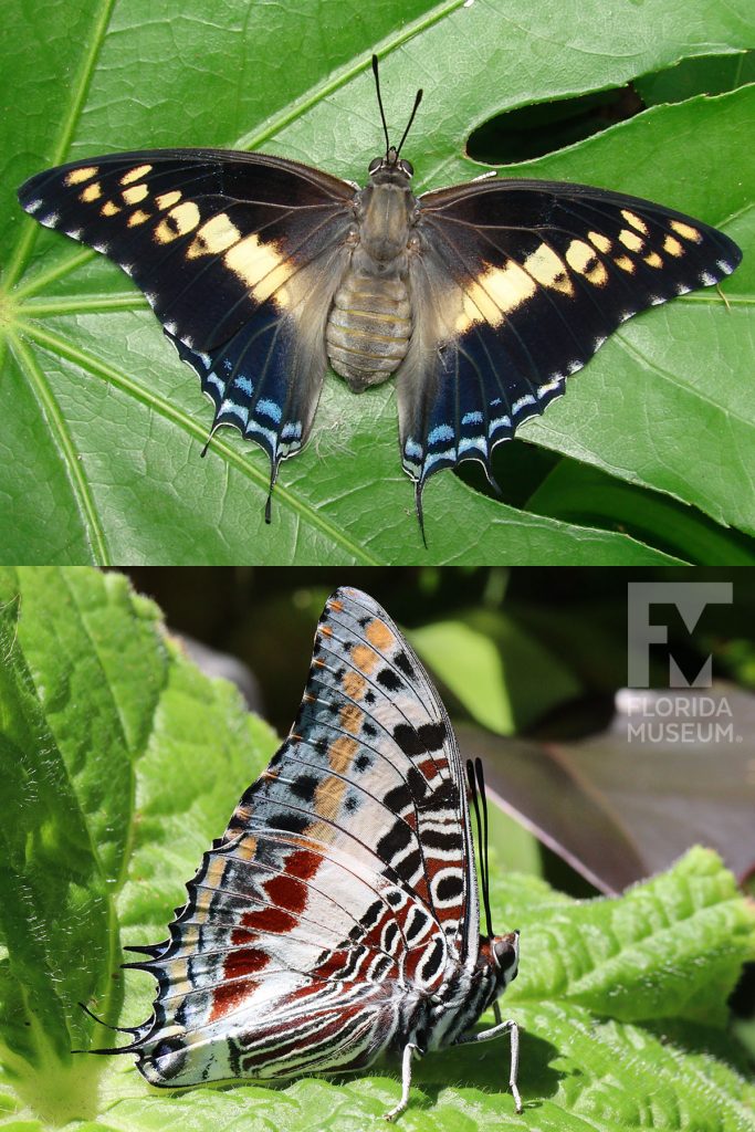 Giant Charaxes Butterfly ID photos - Male and female butterflies look similar. With its wings open butterfly is black with pale-yellow markings that form a band through the center of the wings. Small blue markings form two rows near the wing edges. With wings closed butterfly is cream/white with many maroon, black, tan, and pale-blue that form a complicated pattern.