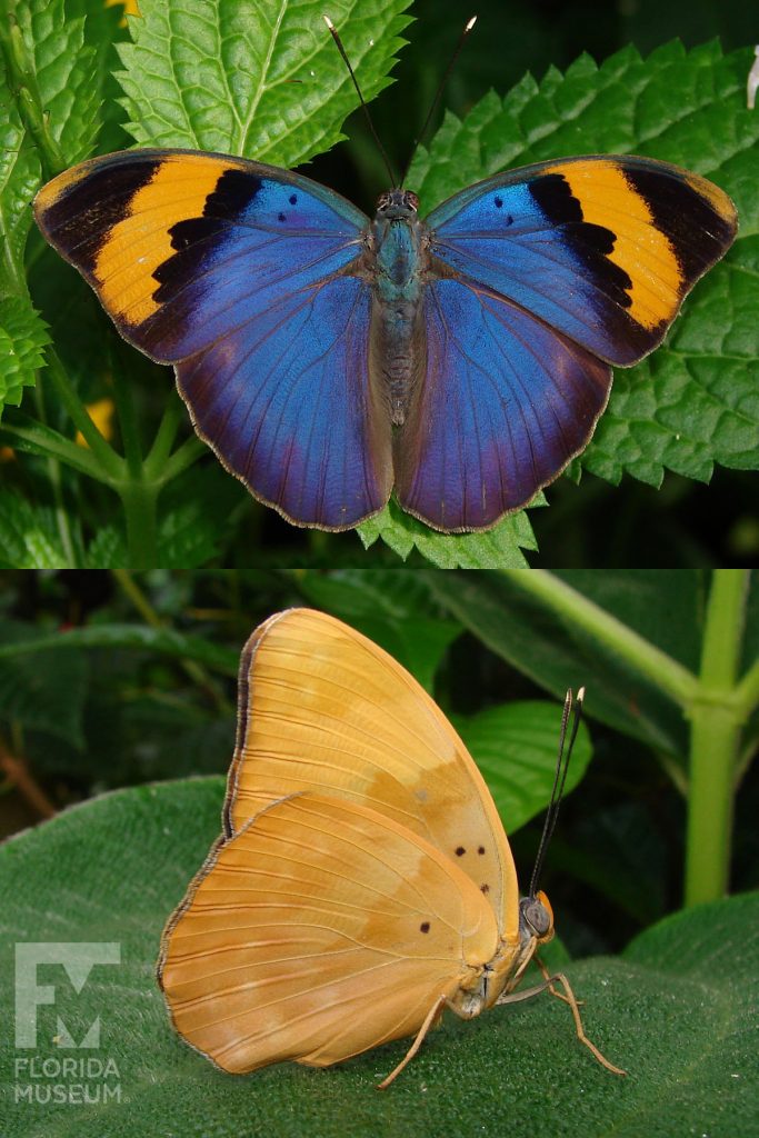 Gold-banded Forester butterfly with wings open and closed. Butterfly with open wings is bright blue with black and orange bands at the wing tips. Females are similar with more muted colors. With closed wings butterflies are orange-yellow with faint markings, females have more muted colors.