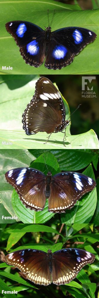 Male and Female Great Eggfly butterfly ID photos with open and closed wings. Male butterfly with open wings is black with large white and blue spots. With closed wings male and female butterflies look similar, they are brown with white markings along the wing edges and bands near the tips. Female butterfly with open wings are brown with white markings along the wing edges and faint blue markings and bands near the tips. The markings may vary between butterflies.
