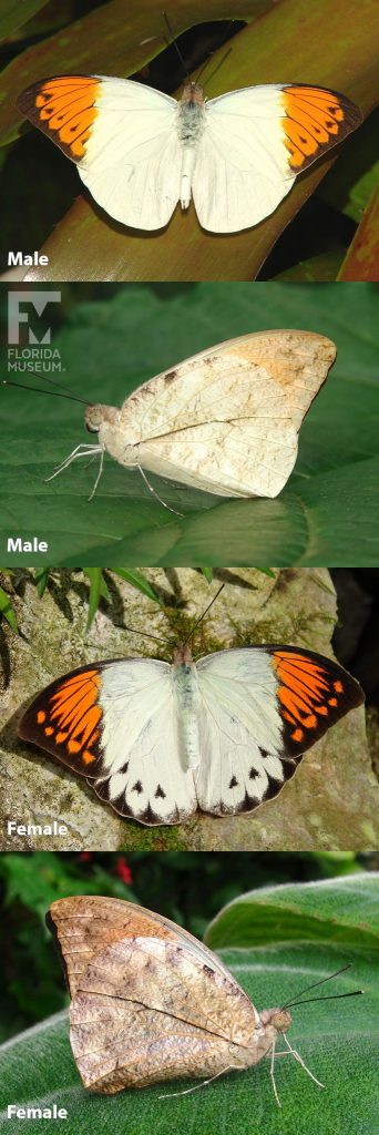 Male and Female Great Orange Tip butterfly ID photos with open and closed wings. Female butterflies with open wings are white with black edges and bright orange tips. With closed wings female butterflies are mottled light brown. Male butterflies with open wings are white with bright orange tips. Male butterflies with closed wings are mottled cream.