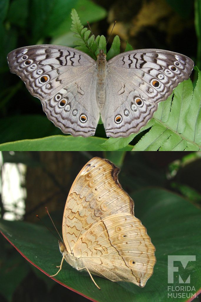 Grey Pansy Butterfly ID photos - Male and Female butterflies look similar. With wings open butterfly is grey with darker grey, white and brown markings and eye-spots, heavier along the wing edges. With wings closed butterfly is cream with darker markings.
