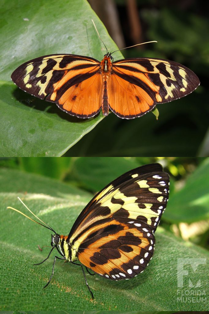 Harmonia Tigerwing Butterfly ID photos - Male and Female butterflies look similar. With wings open the lower wing is orange, the upper wing has many black, orange and pale-yellow markings with the pale-yellow markings near the wing tip. The body is orange and black. With wings closed the lower wing is black and orange, the upper wing black and yellow. Many white dots form a row along the upper and lower wing edges. The body is yellow and black striped.