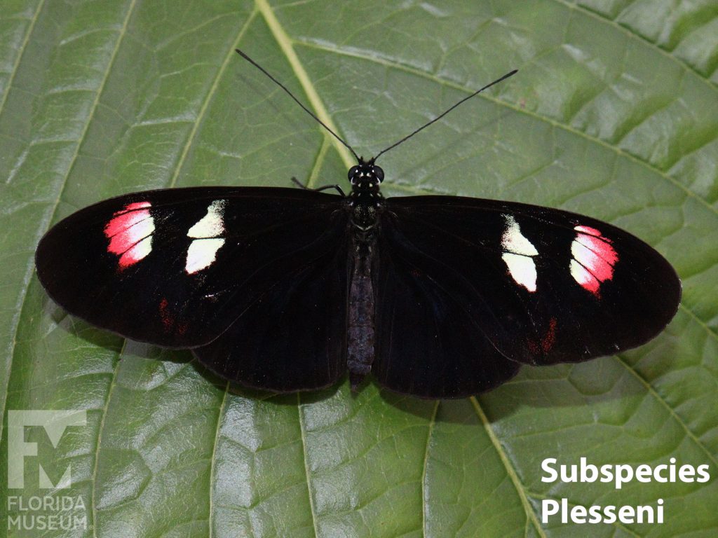 Subspecies plesseni Posting butterfly ID photos - Butterfly with wings open, wings are long and black with red and white markings near the tip.