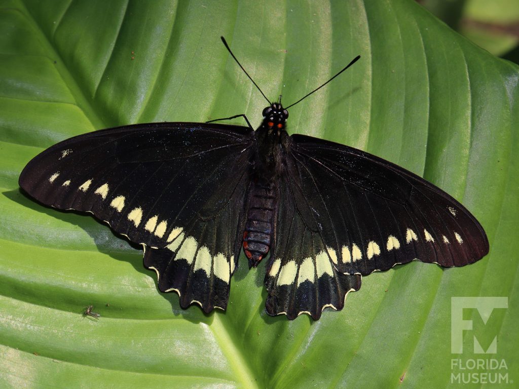 Gold Rim Swallowtail butterfly with open wings. Butterfly wings are black with yellow markings along the edges.