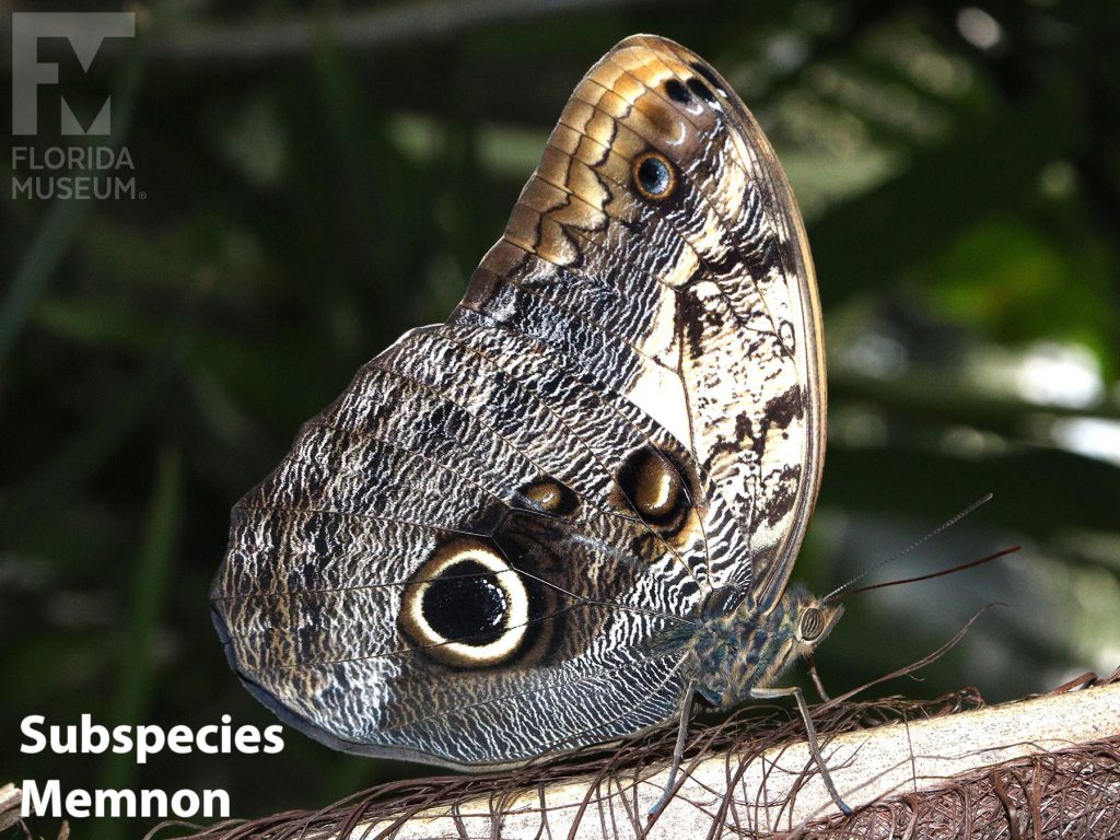 Common Owl butterfly Subspecies memnon with wings closed. Butterfly is mottled grey, white, and brown with a large eye spot.