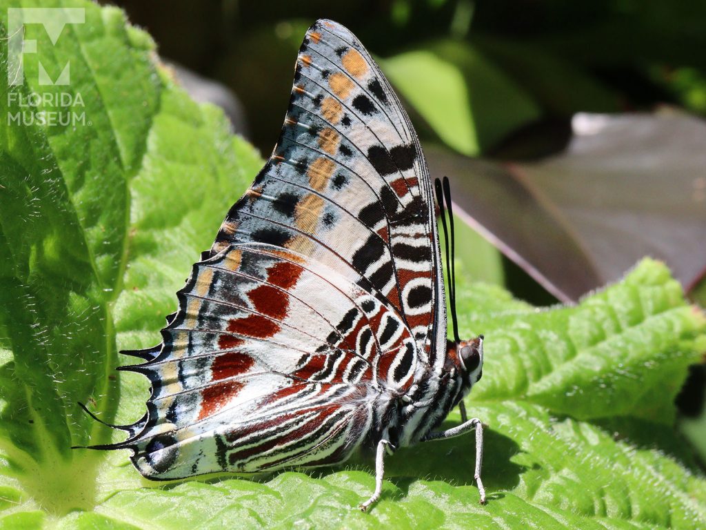 Giant Charaxes Butterfly with wings closed - Male and female butterflies look similar. With wings closed butterfly is cream/white with many maroon, black, tan, and pale-blue that form a complicated pattern.