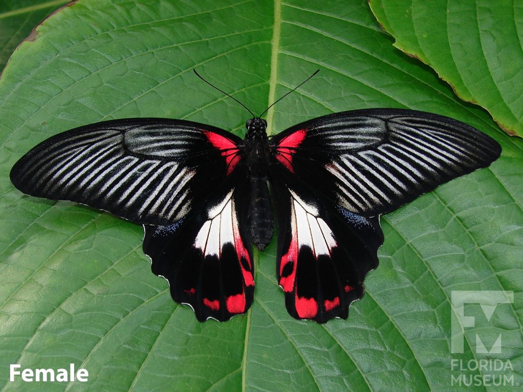 Female Scarlet Mormon butterfly with open wings. Butterfly is black with thin black lines and red and white markings at the center.
