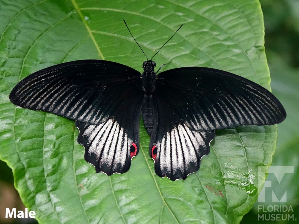 Male Scarlet Mormon butterfly with open wings. Butterfly is black with thin black lines, brighter on the lower wing.