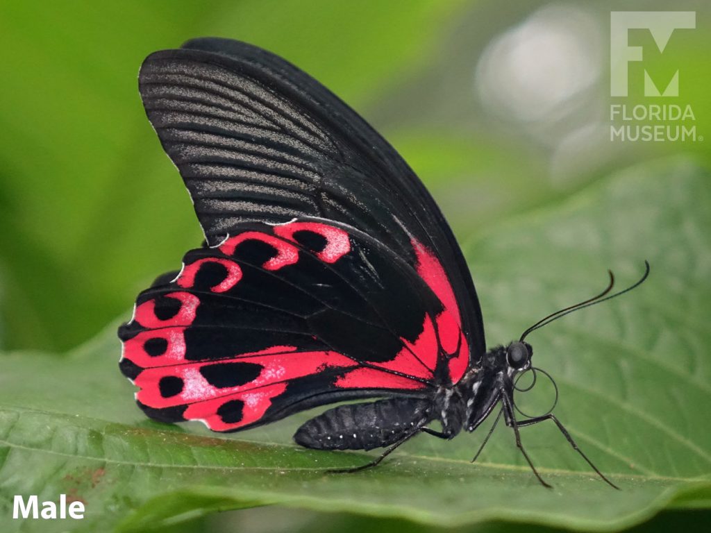 Male Scarlet Mormon butterfly with closed wings. Butterfly is black with thin black lines and red markings on the lower wing.