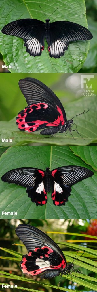 Male and Female Scarlet Mormon butterfly ID photos with open and closed wings. Male butterfly with closed wings is black with thin black lines and red markings on the lower wing. Male butterfly with open wings is black with thin black lines, brighter on the lower wing. Female butterfly with closed wings is black with thin black lines and red and white markings on the lower wing. Female with open wings is black with thin black lines and red and white markings at the center.
