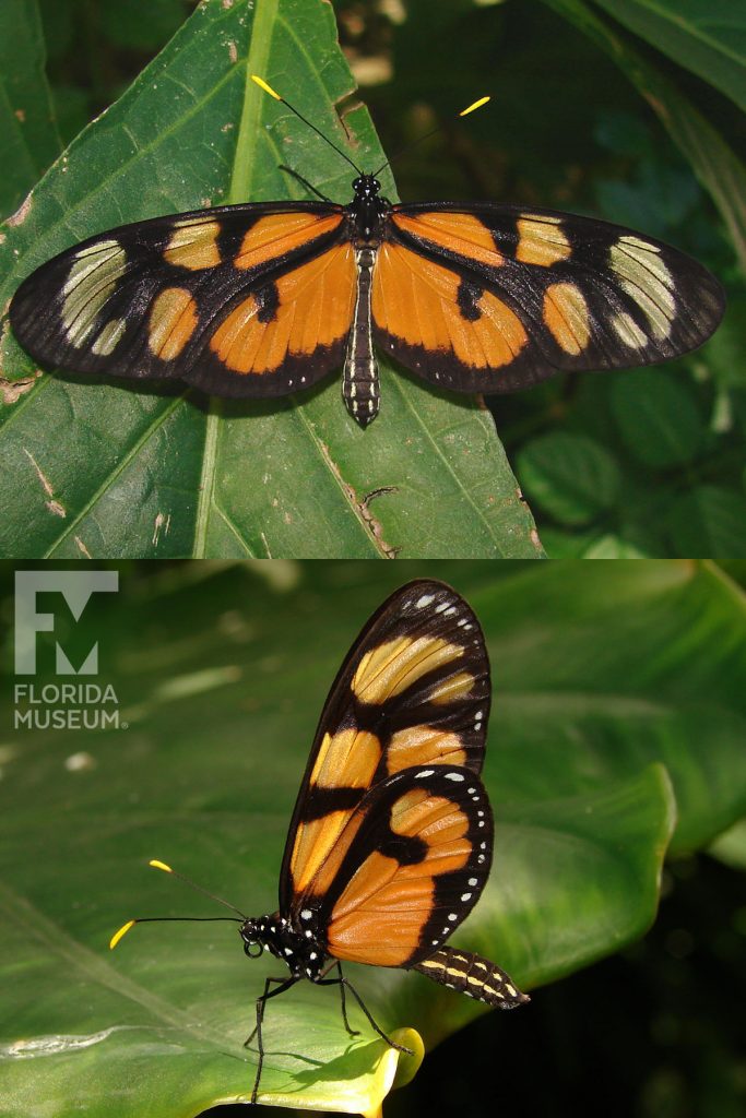 Spotted Amberwing Butterfly ID photo - Male and Female butterflies look similar. Wings are long, narrow and semi-transparent amber-color and black edges and markings.