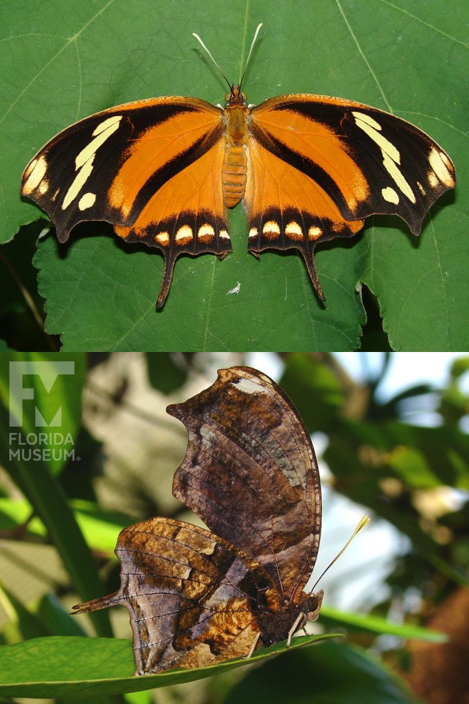 Pearly Leafwing Butterfly ID photos - Male & female butterfly look similar. Butterfly with wings open is orange with brown and yellow markings along the wing edges and tips. With wings closed the butterfly is mottled brown that looks like a leaf. The wings have several long points that gives the wings an irregular shape.