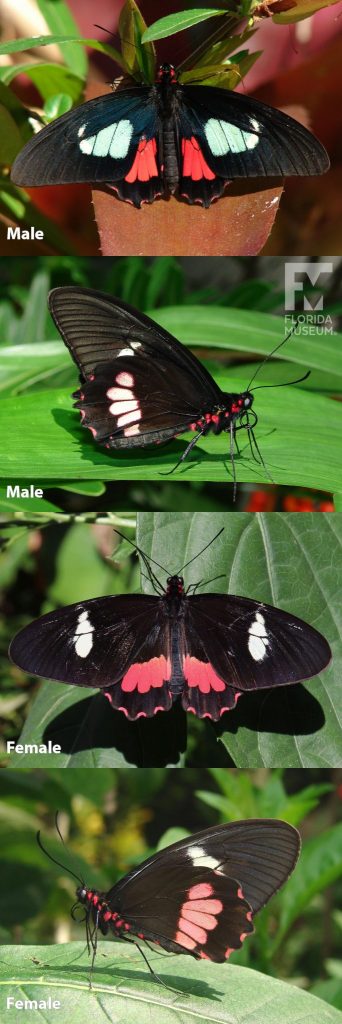 Female with open wings is black with white marking on the upper wing and red markings on the lower wing. Female with closed wings is black with white and pink bands on the wings and red markings on the body. Male butterfly with open wings is black with white/light-blue markings on the upper wing and red markings on the lower wing. Male butterfly with closed wings is black with white bands and red markings on the body.