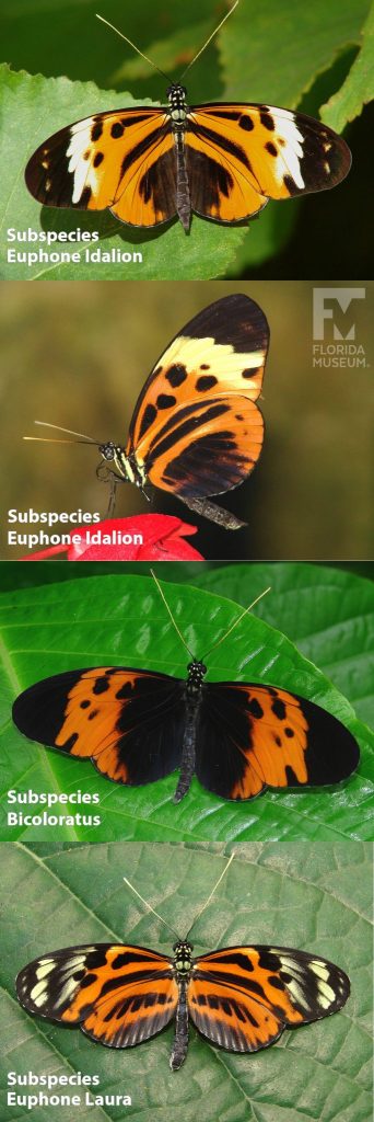 Male and Female Veriable Longwing butterfly ID photos with open and closed wings.