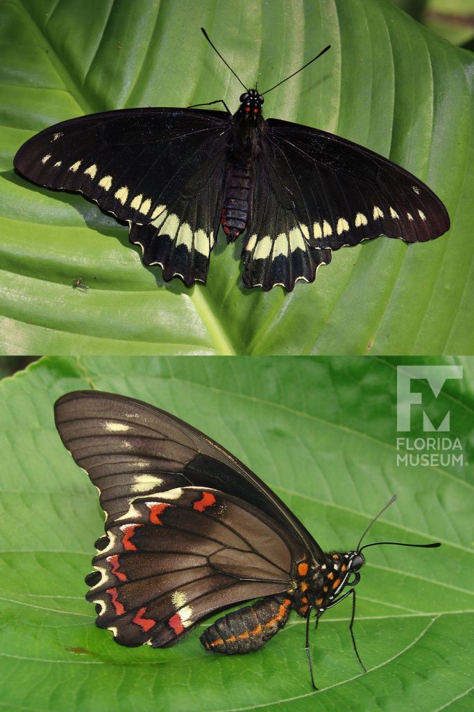 Gold Rim Swallowtail butterfly ID photos with open and closed wings. Male and female butterflies look similar. With open wings the butterflies are black with yellow markings along the edges. Butterfly with closed wings are brown/black with small red and yellow markings along the edges.