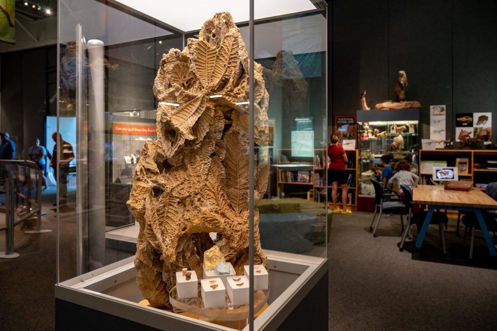 large stone with many fossils on display, behind the display visitors are exploring the books and puzzles included in the exhibit